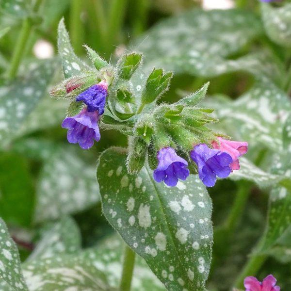 Pulmonaire en différents coloris - Pulmonaria
