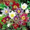 Anémone pulsatille en différents coloris - Pulsatilla – Image 2