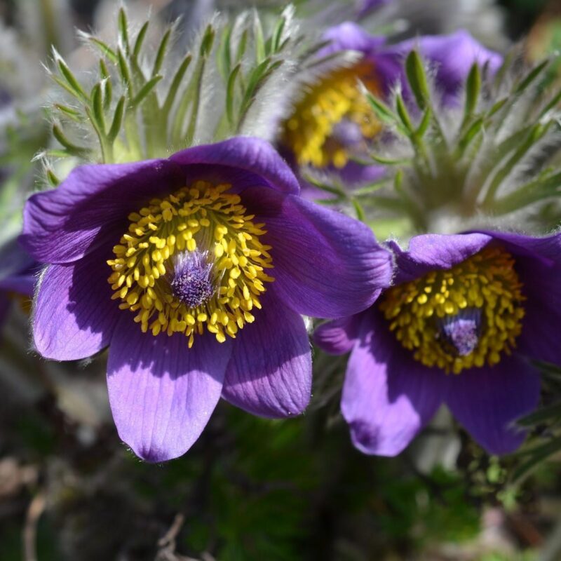 Anémone pulsatille en différents coloris - Pulsatilla