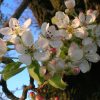 Poirier sauvage - Pyrus- Bio Le Bourgeon – Image 2
