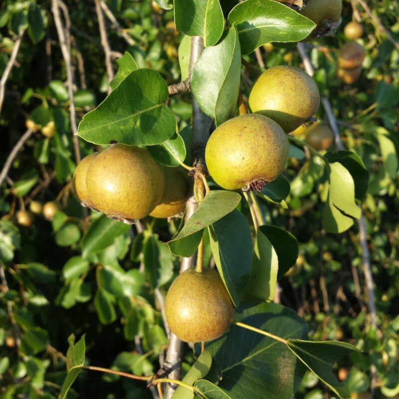 Poirier sauvage - Pyrus- Bio Le Bourgeon