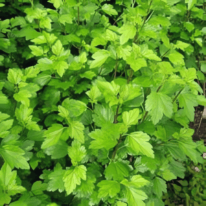 Groseillier des alpes - Ribes- Bio Le Bourgeon