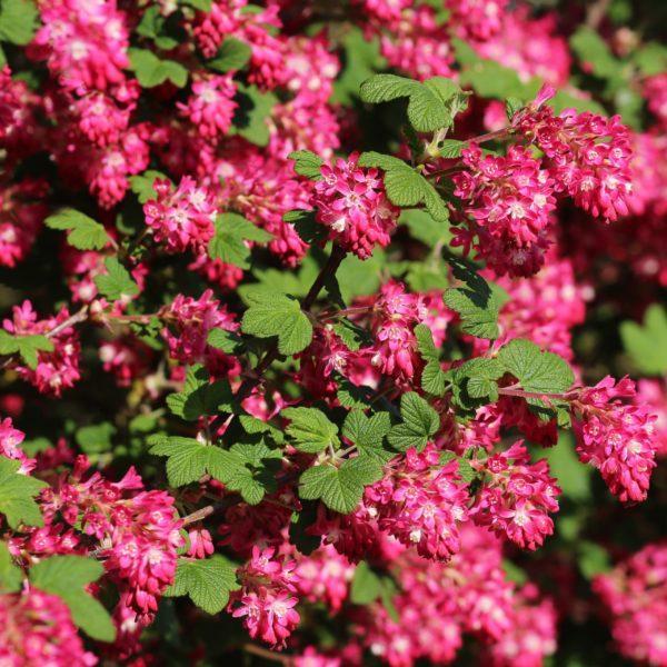 Groseiller à fleurs 'Atrorubens' - Ribes