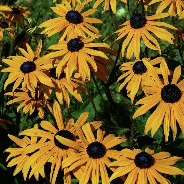 Rudbeckie 'Goldsturm' - Rudbeckia