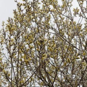 Saule marsault - Salix- Bio Le Bourgeon