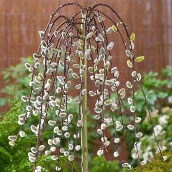 SALIX caprea PENDULA (Saule marsault pleureur)