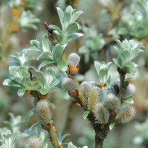 Saule suisse - Salix