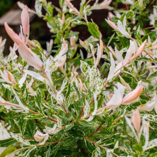 Saule crevette 'Hakuro Nishiki' - Salix