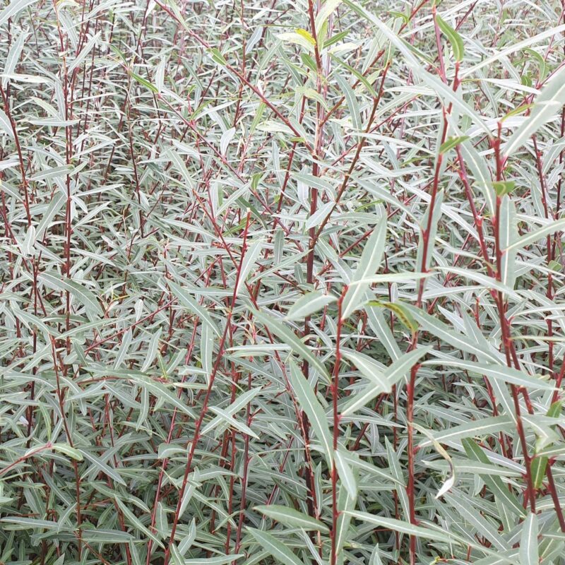 Saule pourpre 'Nana' - Salix- Bio Le Bourgeon