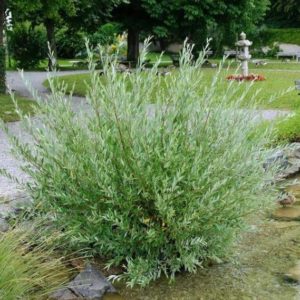 Saule pourpre - Salix- Bio Le Bourgeon