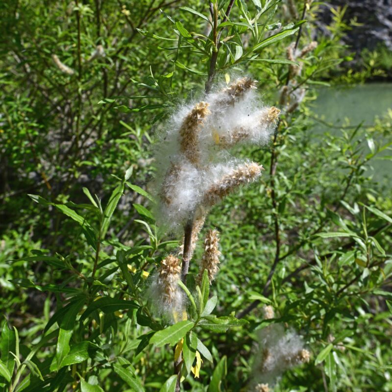 Saule des vanniers - Salix- Bio Le Bourgeon