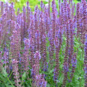 Sauge des bois 'Ostfriesland' - Salvia