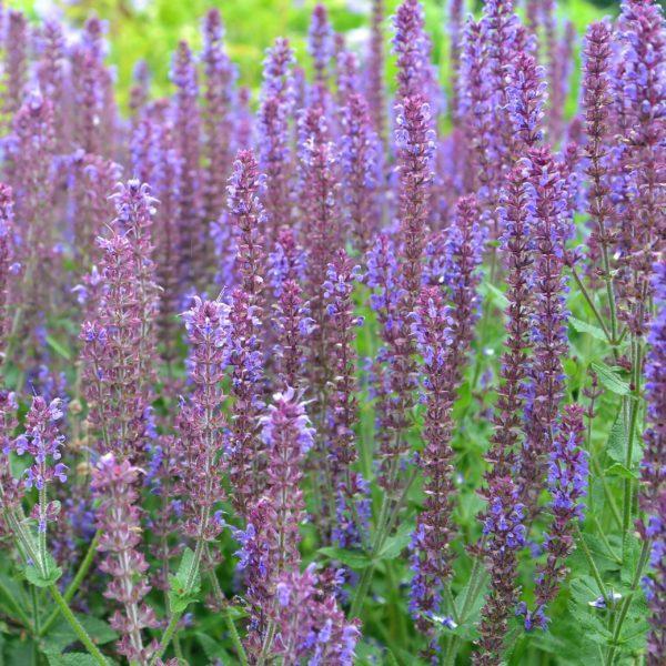 Sauge des bois 'Ostfriesland' - Salvia