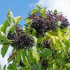 Sureau noir - Sambucus- Bio Le Bourgeon