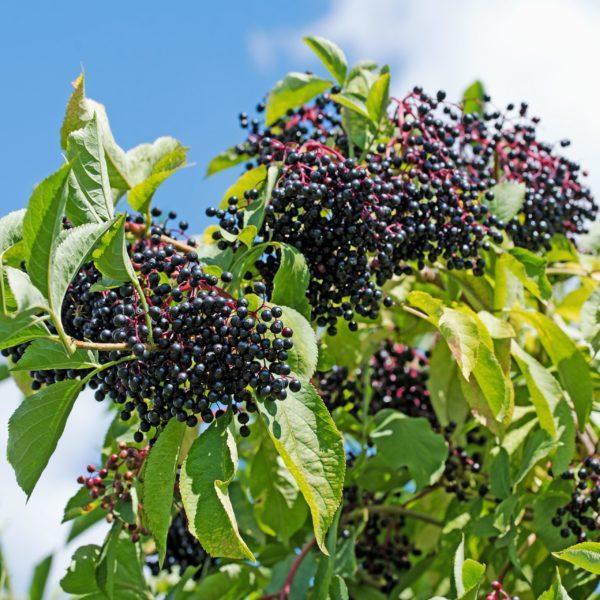 Sureau noir - Sambucus- Bio Le Bourgeon