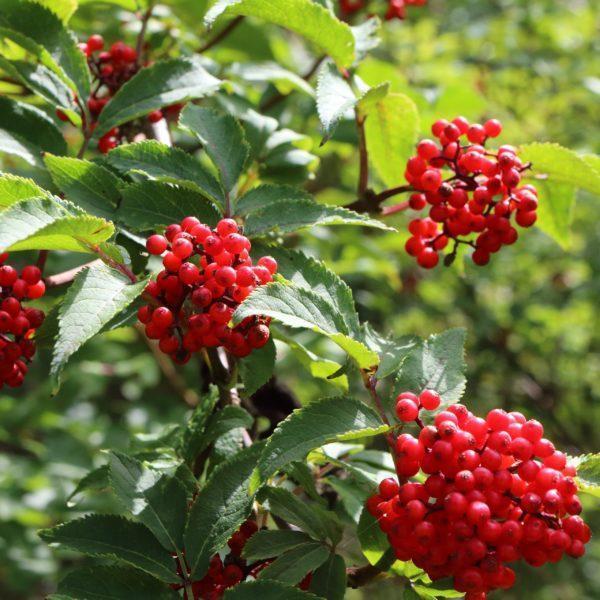 Sureau de montagne - Sambucus