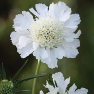 Scabieuse du Caucase blanche - Scabiosa