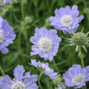 Scabieuse du Caucase - Scabiosa
