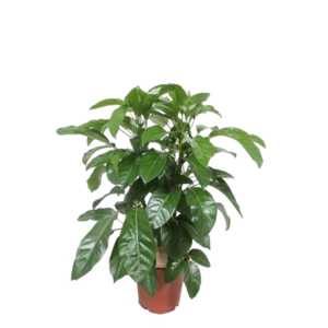 Schefflera actinophylla