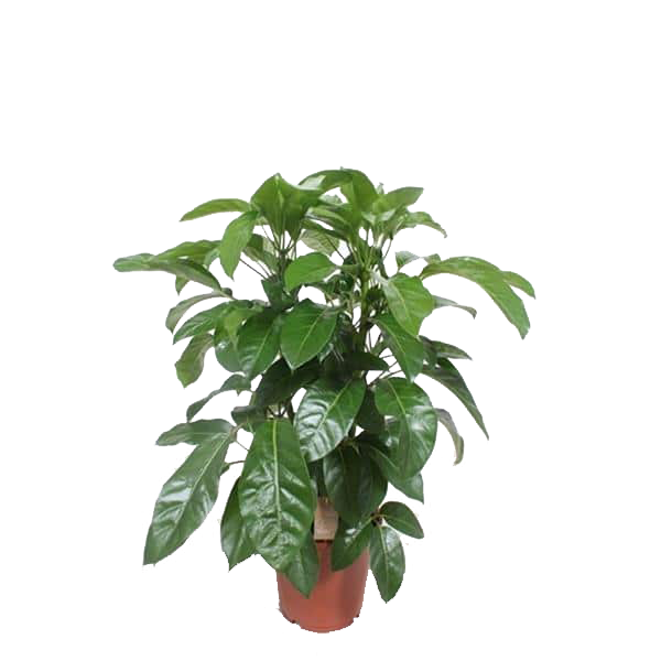 Schefflera actinophylla