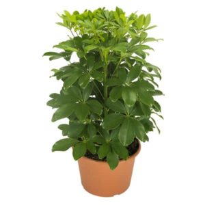 Schefflera