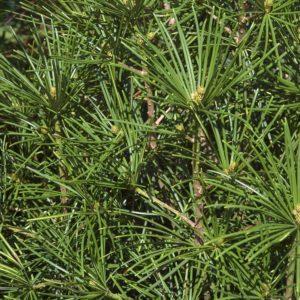 Pin parasol du Japon - Sciadopitys