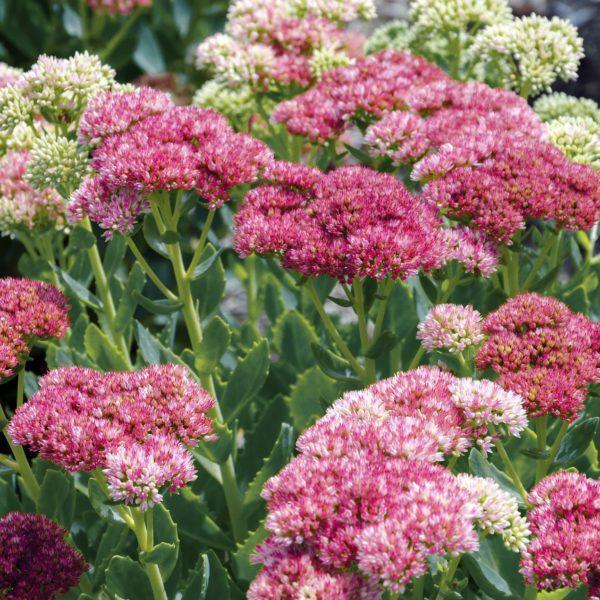 Orpin Herbstfreude - Sedum