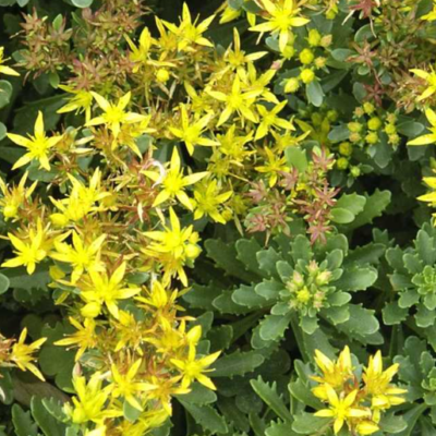 Orpin du Kamtschaka 'Weihenstephaner Gold' - Sedum