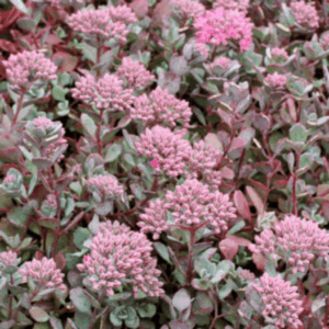 Orpin cauticola 'Lidakense' - Sedum