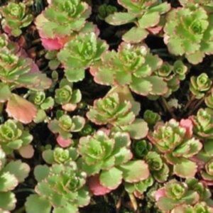 Orpin 'Immergrünchen' - Sedum