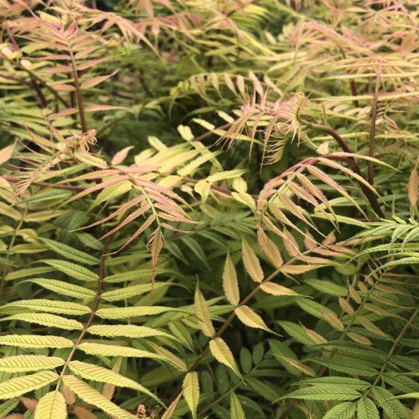 Fausse spirée à feuilles de sorbier 'Sem' - Sorbaria -Bio Le Bourgeon – Image 2