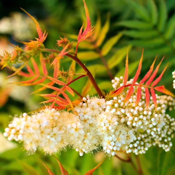 Fausse spirée à feuilles de sorbier 'Sem' - Sorbaria -Bio Le Bourgeon