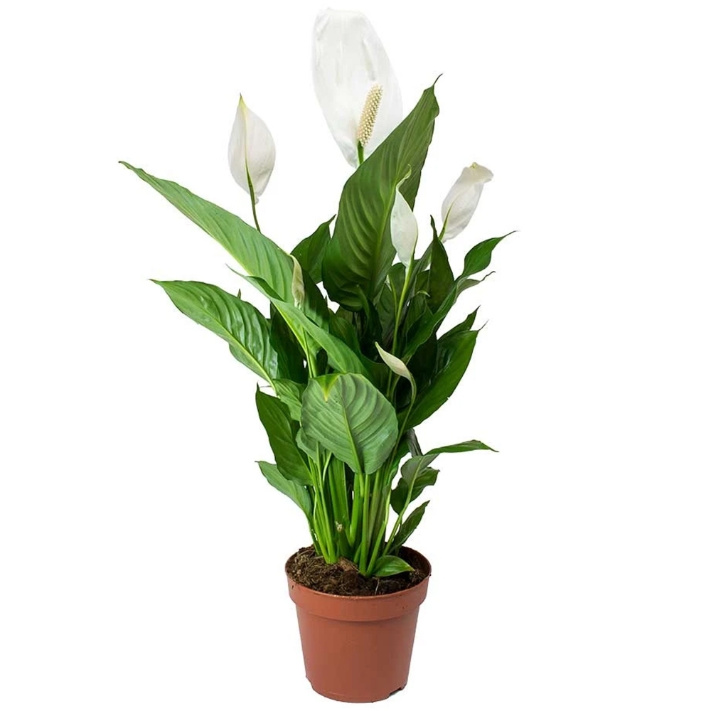 Spathiphyllum wallisii lot 2 plantes plante a racine aquarium robuste  cichlides