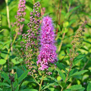 Spirée de Billard - Spiraea