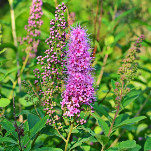Spirée de Billard - Spiraea