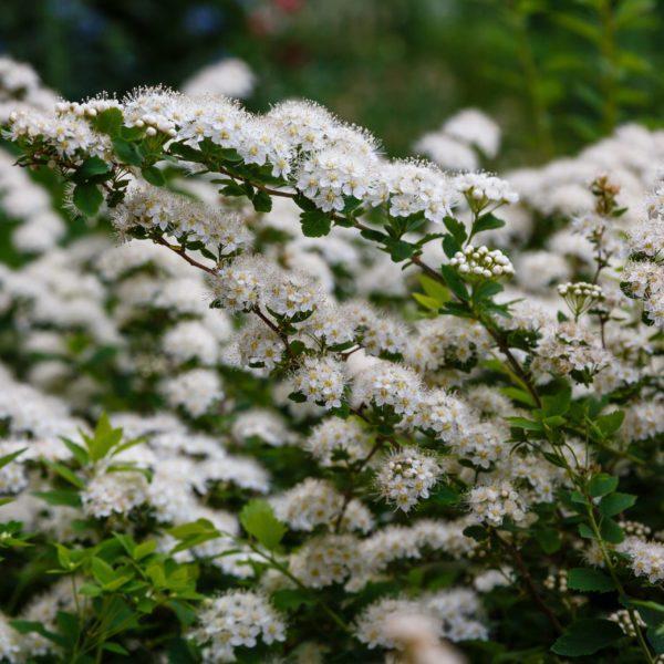 Spirée du Japon 'Snowmound' - Spiraea