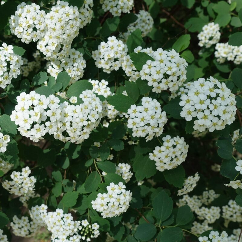 Spirée de Van Houtte - Spiraea- Bio Le Bourgeon