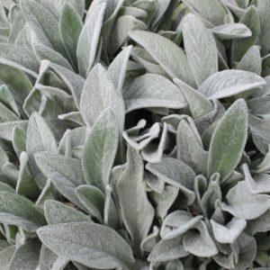 Oreille de lapin 'Silver Carpet'- Stachys