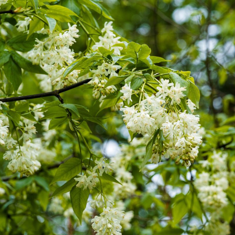 Faux pistachier - Staphylea pinnata