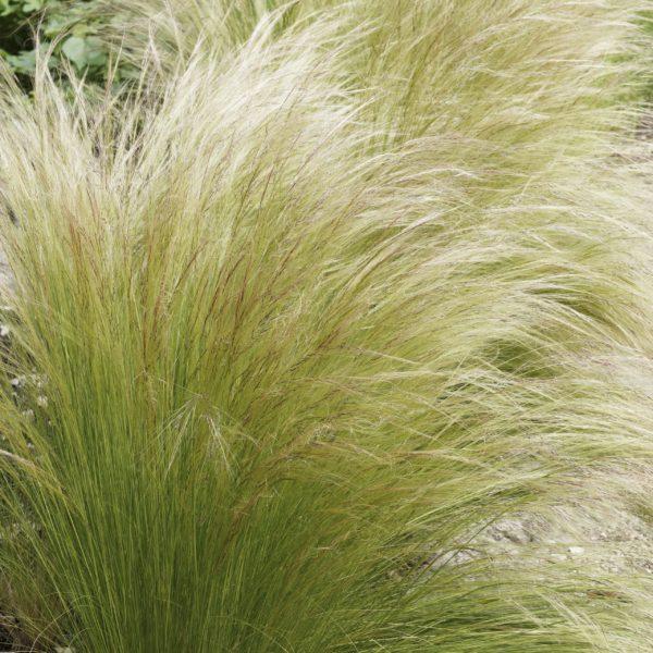 Cheveux d'ange - Stipa