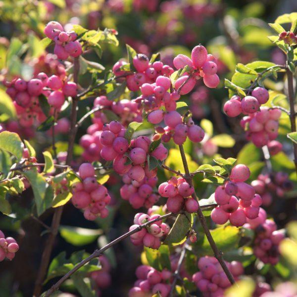 Symphorine 'Magical Candy' - Symphoricarpos
