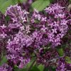 Lilas Bloomerang 'Dark Purple' - Syringa- Bio Le Bourgeon