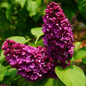 Lilas 'Louis Spaeth' - Syringa