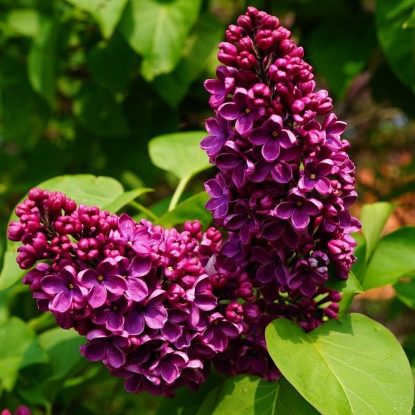 Lilas 'Louis Spaeth' - Syringa