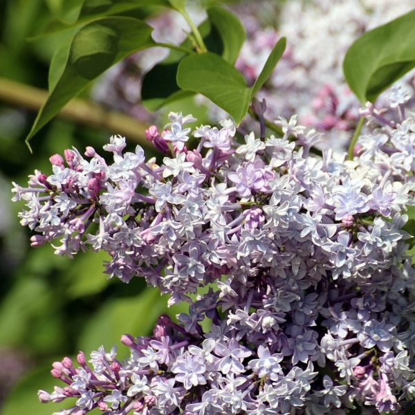 Lilas 'Michel Buchner' - Syringa