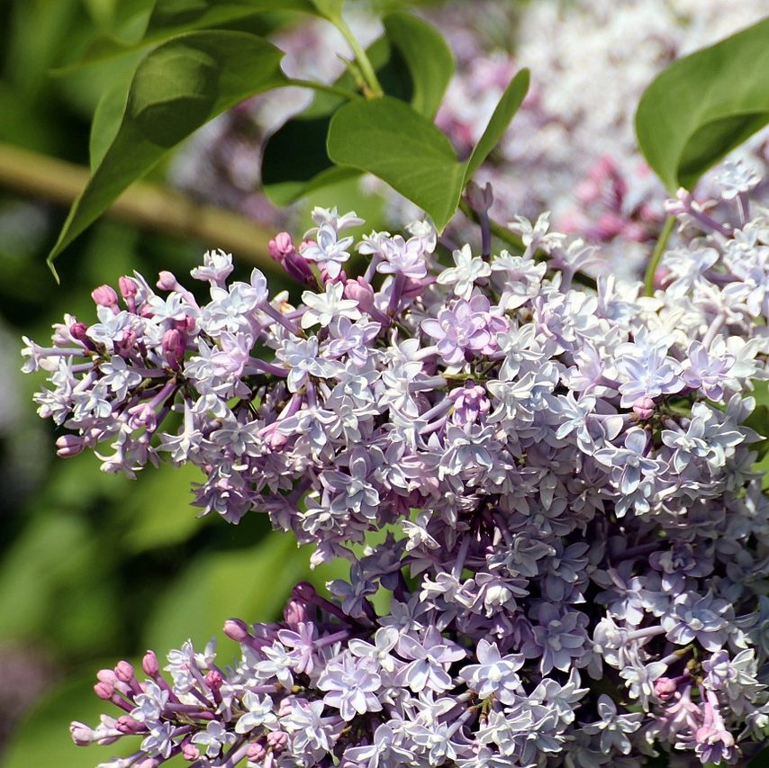 Lilas 'Michel Buchner' - Syringa - Gardencenter.ch