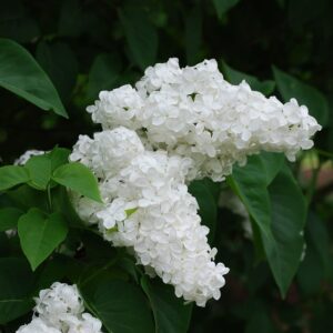 Lilas 'Mme Lemoine' - Syringa