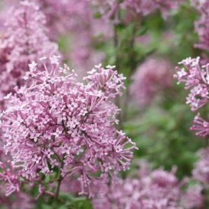 Lilas Bloomerang 'Pink Perfume' - Syringa- Bio Le Bourgeon