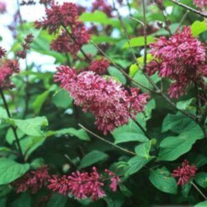Lilas de Preston 'Red Wine' - Syringa- Bio Le Bourgeon