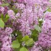 Lilas à petites feuilles 'Flowerfesta Pink' - Syringa- Bio Le Bourgeon